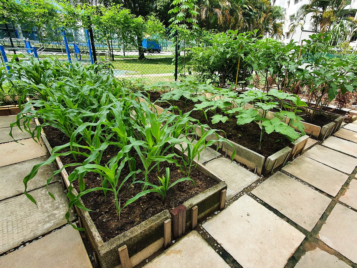 Shallow planter beds made from upcycled pallet wood and concrete slabs.
